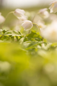 Wood anemone, Anemone nemorosa, Springtime, Finland Wood anemone, Anemone nemorosa, Springtime, Finland